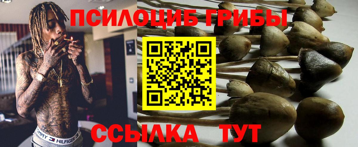 Галлюциногенные грибы Psilocybe Лабинск